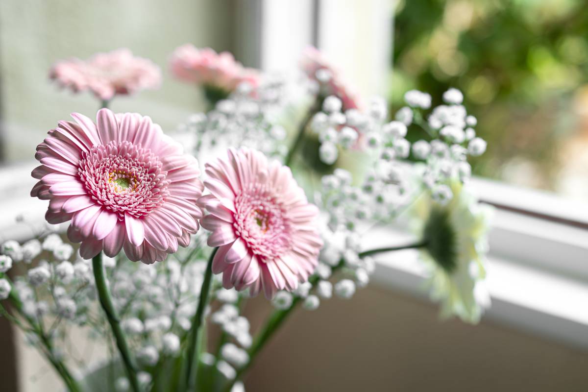 Bouquet of pink and white gerbera by the window