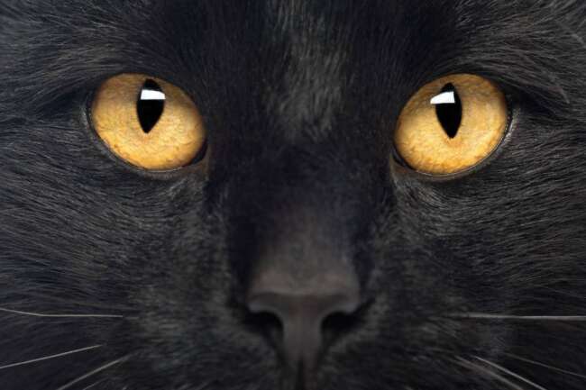 Close-up of a Black Cat