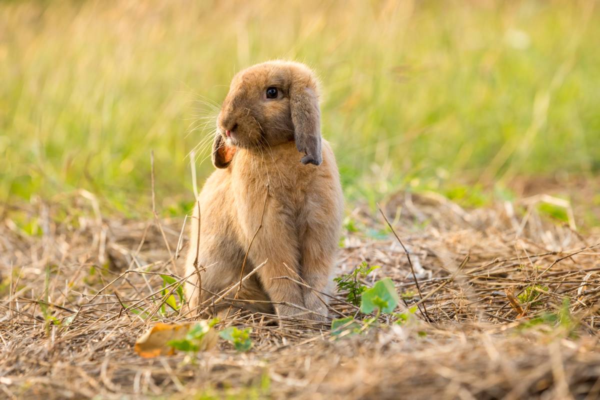 How to Identify a Rabbit Nest? What to Do If You Find a Rabbit Nest?