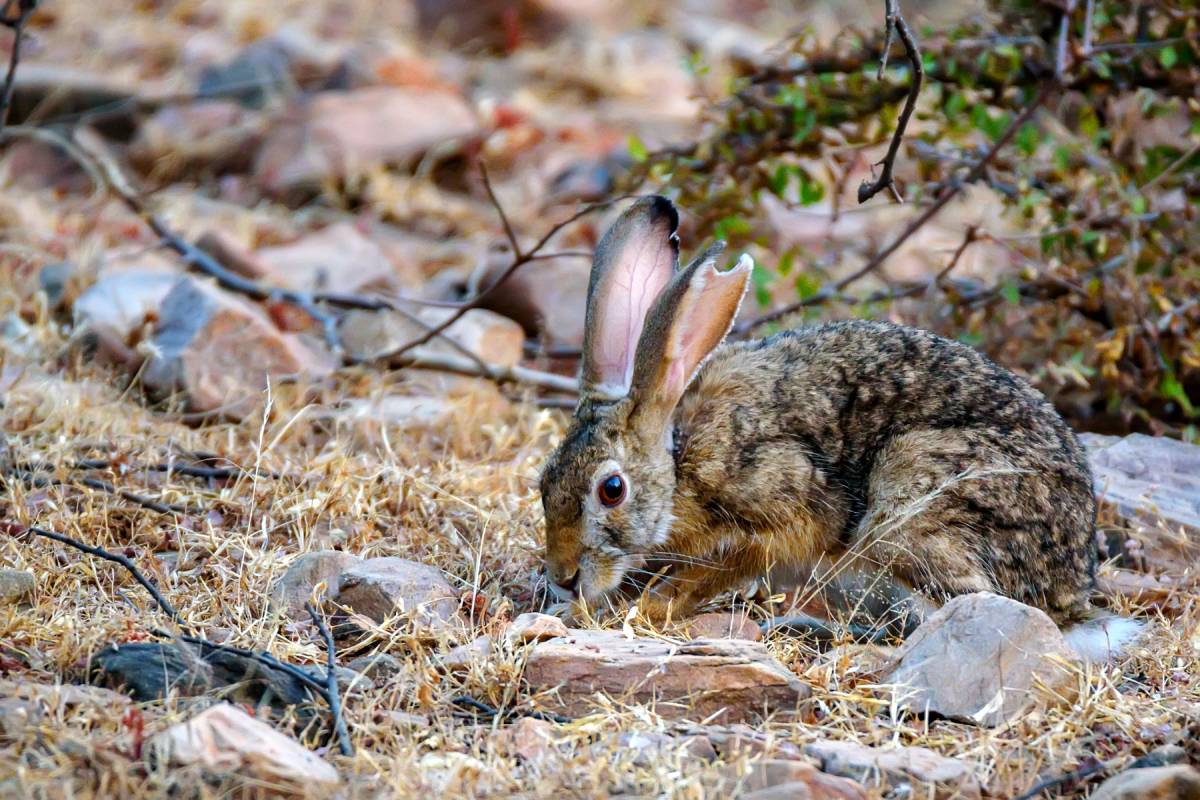 Indian hare or black-naped hare, Lepus nigricollis in Ranthambore national park, India