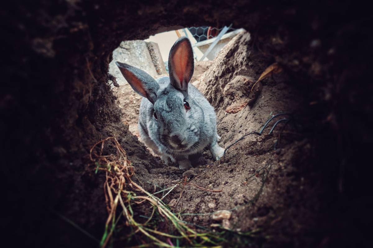 A rabbit in a shallow burrow in the ground
