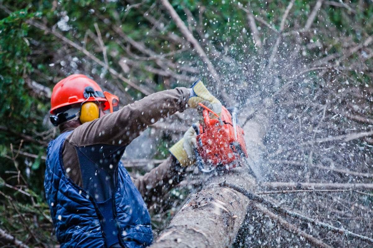 Tree lopping is a term commonly used in the realm of arboriculture