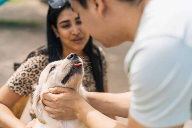 Close-up of a man about to kiss a cute puppy Labrador dog in a park next to his couple