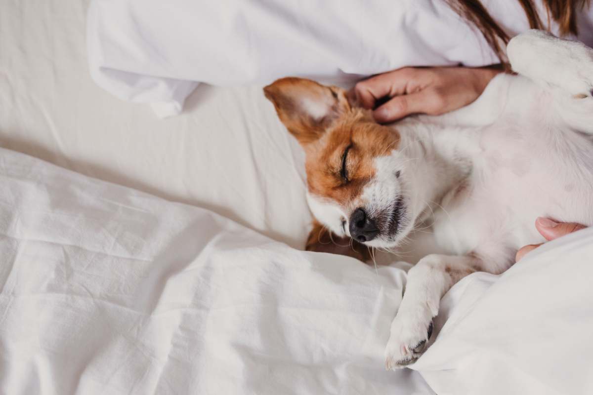 cute small dog lying on bed with her human. Pets indoors. Relax