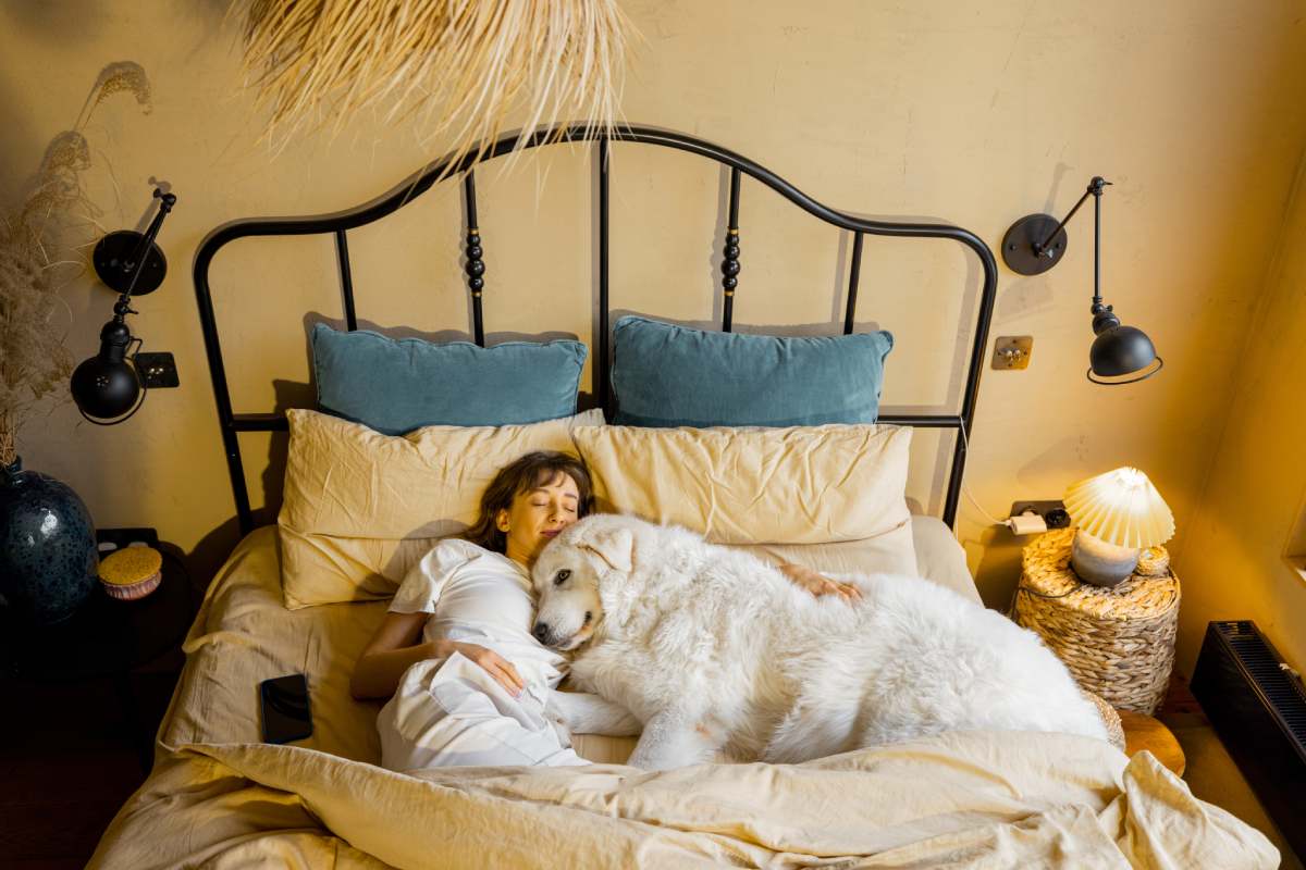 Woman sleeps with her huge and cute dog in cozy bed, view from above. Concept of home coziness and love with pets