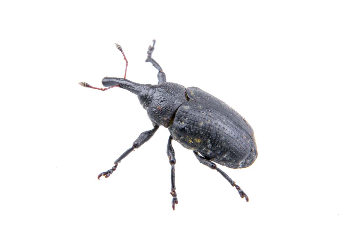 Black bug isolated on a white background