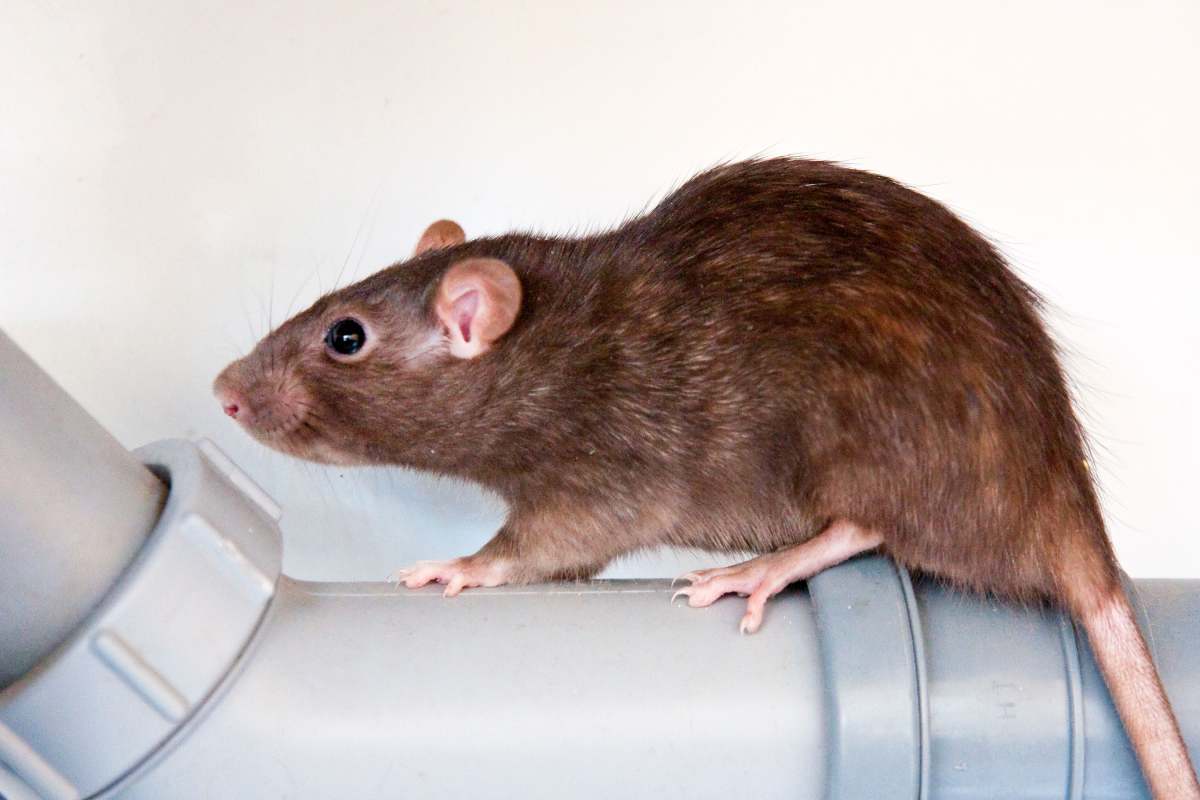 A close-up shot of a brown rat standing on a blue water pipe curiously searching for something