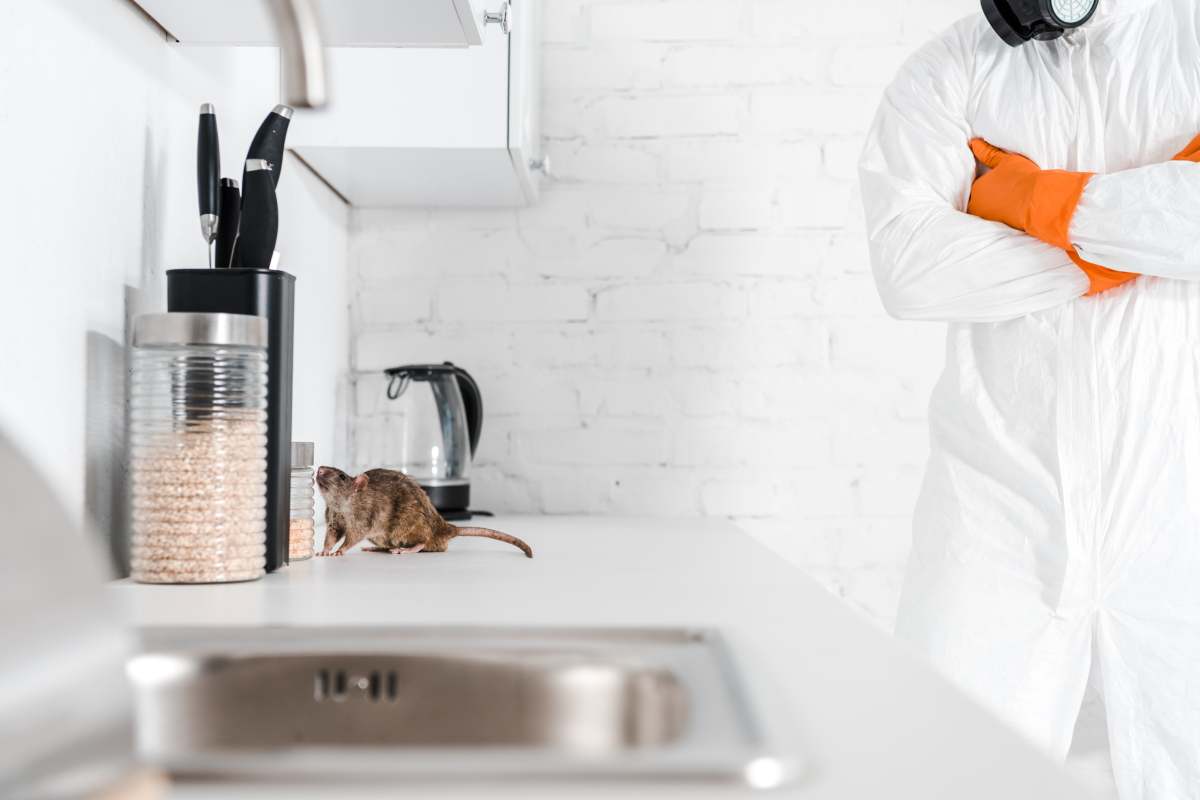 Can rats be exterminated? How long does it take to get rid of rats? How much does a professional rat exterminator cost?