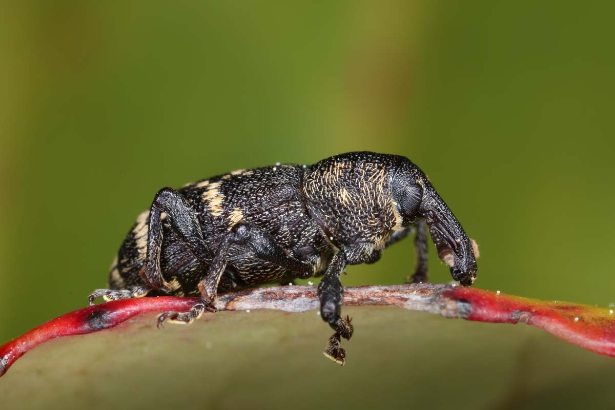 Large pine weebil beetle climbing on a leaf macro close-up