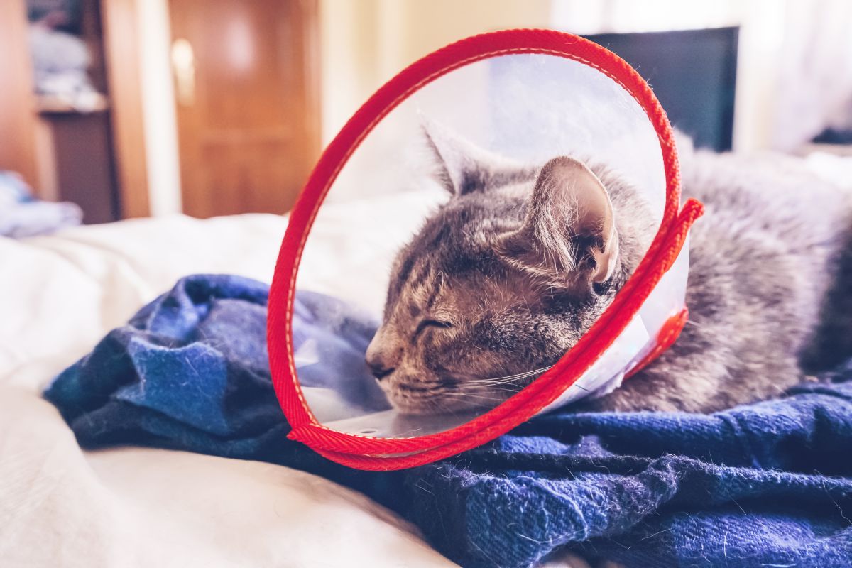 10 Common Symptoms in Cats That Require Immediate Veterinary Attention