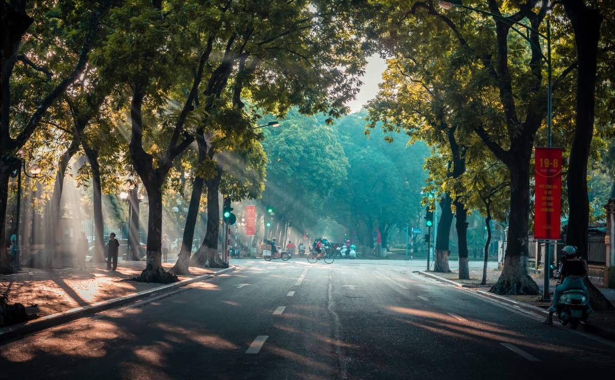 What are street trees and their role in combating the urban heat island effect.  Maintaining and caring for street trees