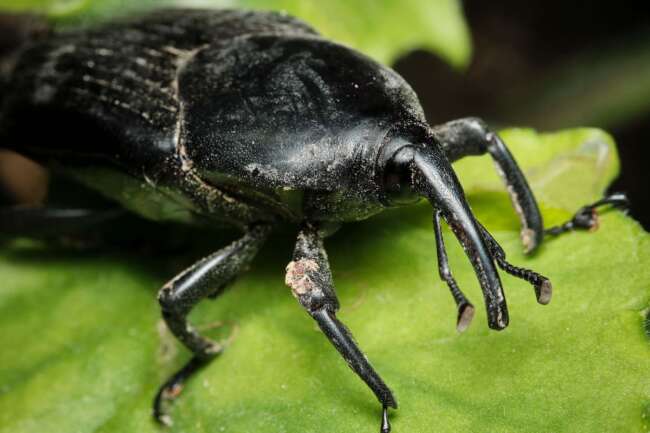 A black-haired beetle with long horns perched on a green leaf